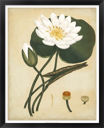 Framed White Water Lily Print