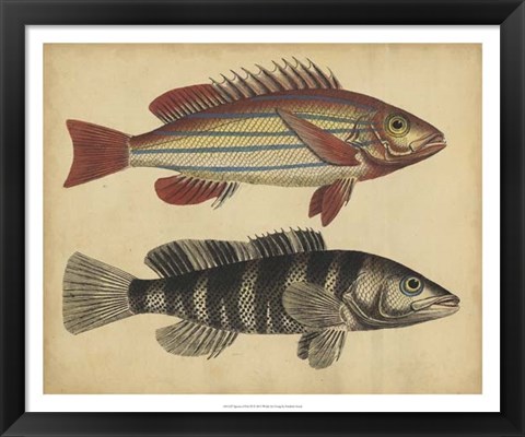 Framed Species of Fish III Print