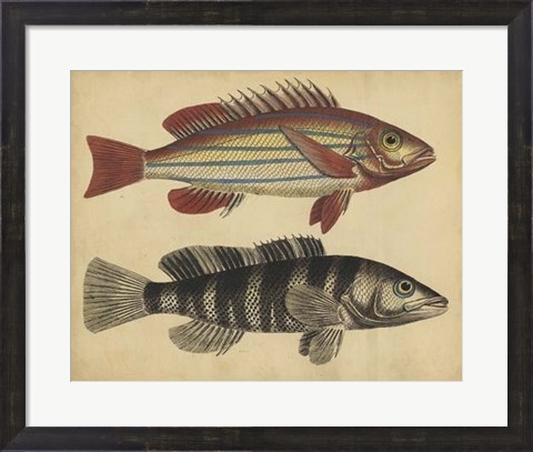 Framed Species of Fish III Print