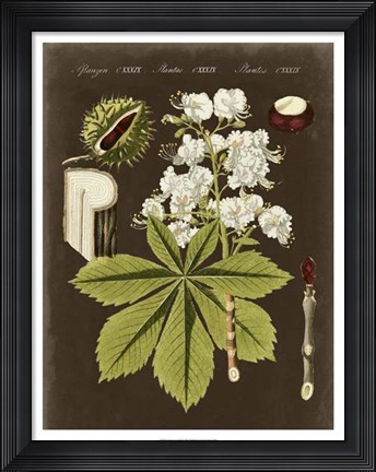 Framed Chestnut on Suede Print