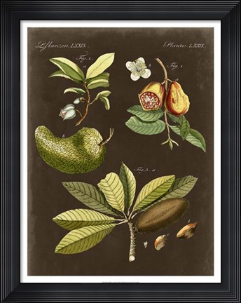 Framed Breadfruit on Suede Print