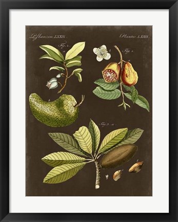 Framed Breadfruit on Suede Print