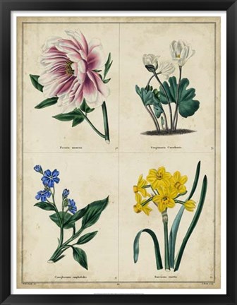 Framed Botanical Grid II Print