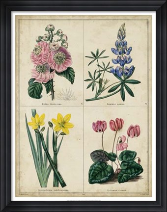 Framed Botanical Grid III Print