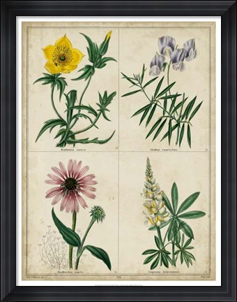 Framed Botanical Grid IV Print