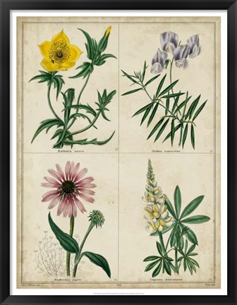 Framed Botanical Grid IV Print