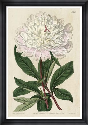 Framed Imperial Floral I Print