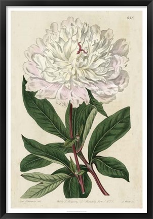 Framed Imperial Floral I Print