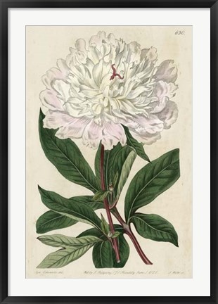 Framed Imperial Floral I Print