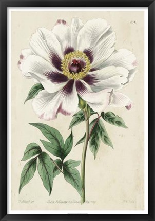 Framed Imperial Floral II Print
