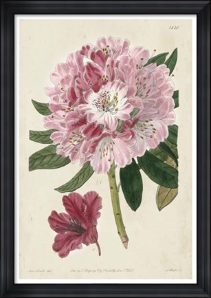 Framed Imperial Floral III Print