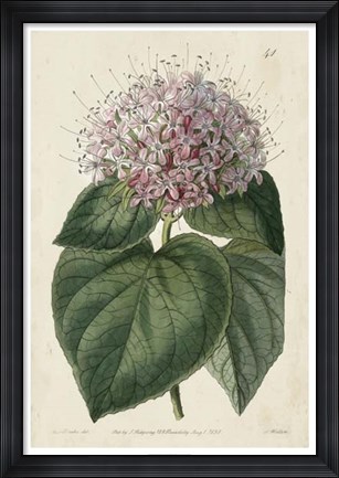 Framed Imperial Floral IV Print