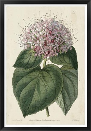 Framed Imperial Floral IV Print