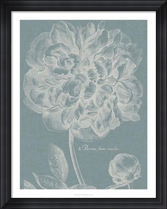 Framed Graceful Peony I Print