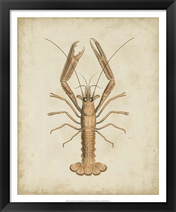 Framed Crustaceans I Print