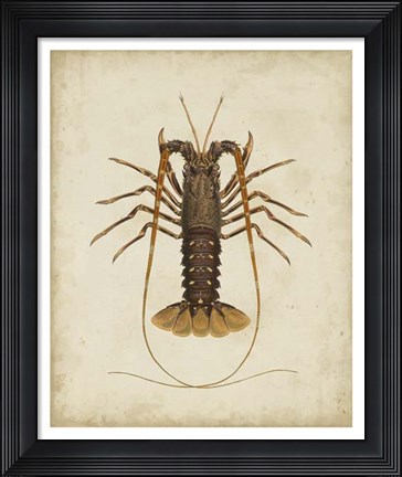 Framed Crustaceans II Print