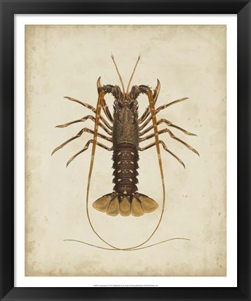 Framed Crustaceans II Print