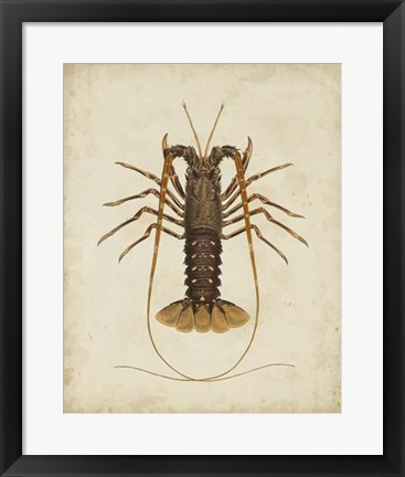 Framed Crustaceans II Print