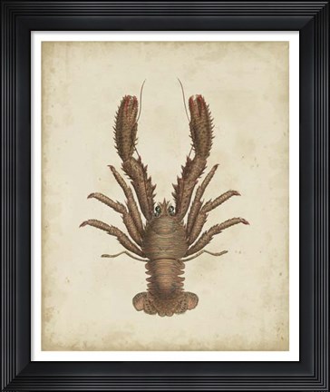 Framed Crustaceans III Print