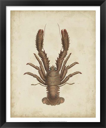 Framed Crustaceans III Print