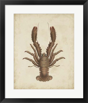 Framed Crustaceans III Print