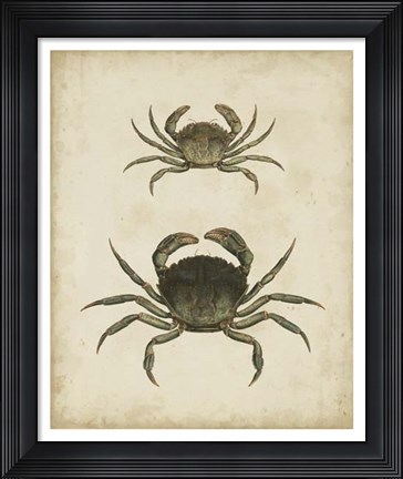 Framed Crustaceans IV Print
