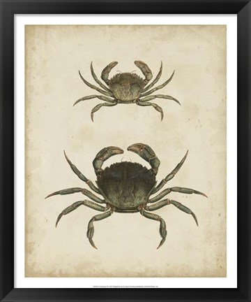 Framed Crustaceans IV Print