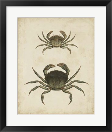 Framed Crustaceans IV Print