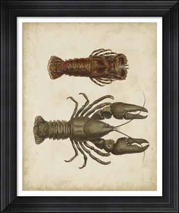Framed Crustaceans V Print