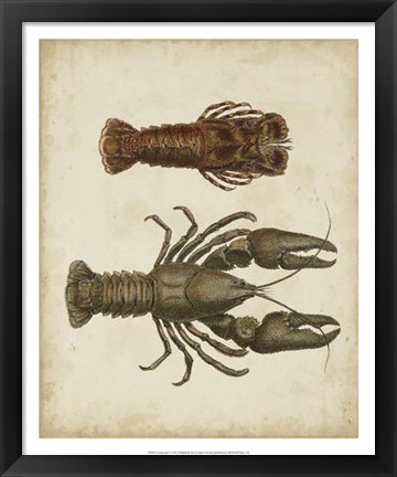 Framed Crustaceans V Print