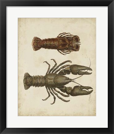 Framed Crustaceans V Print