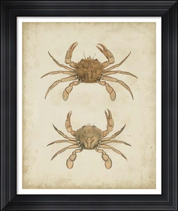 Framed Crustaceans VI Print