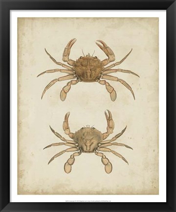 Framed Crustaceans VI Print