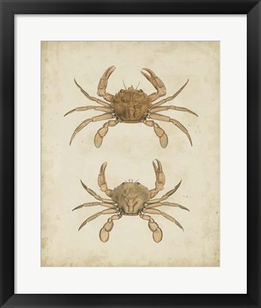 Framed Crustaceans VI Print