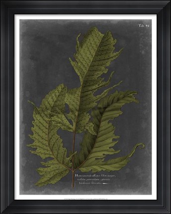 Framed Foliage Dramatique I Print