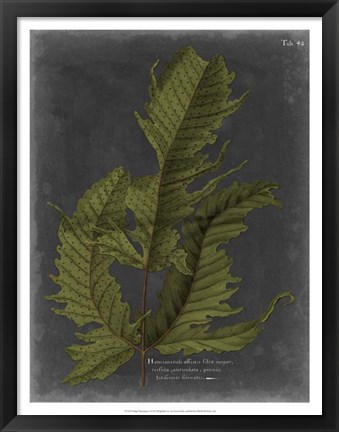 Framed Foliage Dramatique I Print