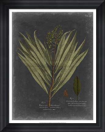 Framed Foliage Dramatique II Print