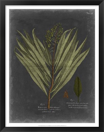 Framed Foliage Dramatique II Print