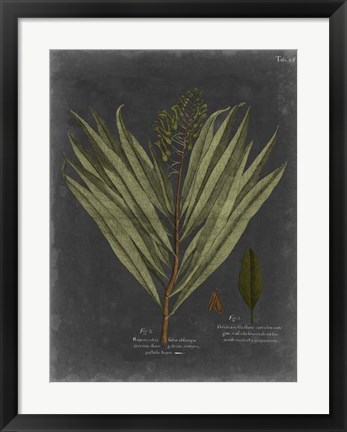 Framed Foliage Dramatique II Print