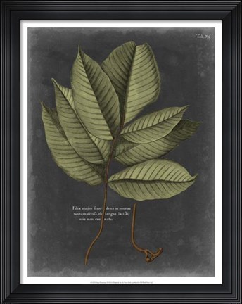 Framed Foliage Dramatique III Print