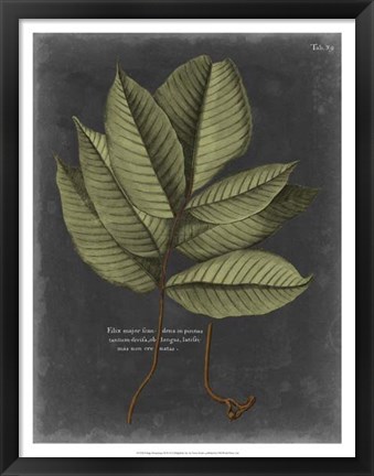Framed Foliage Dramatique III Print