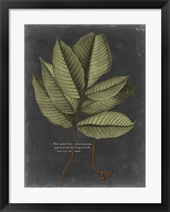 Framed Foliage Dramatique III Print