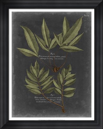 Framed Foliage Dramatique IV Print