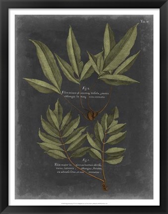 Framed Foliage Dramatique IV Print