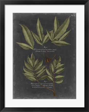 Framed Foliage Dramatique IV Print