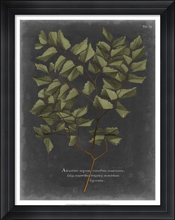 Framed Foliage Dramatique V Print