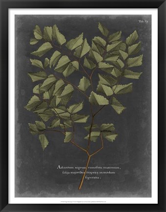 Framed Foliage Dramatique V Print