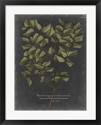 Framed Foliage Dramatique V Print