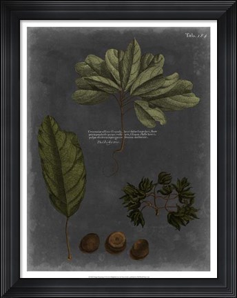 Framed Foliage Dramatique VI Print