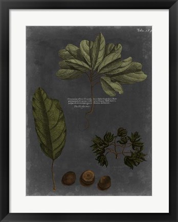 Framed Foliage Dramatique VI Print